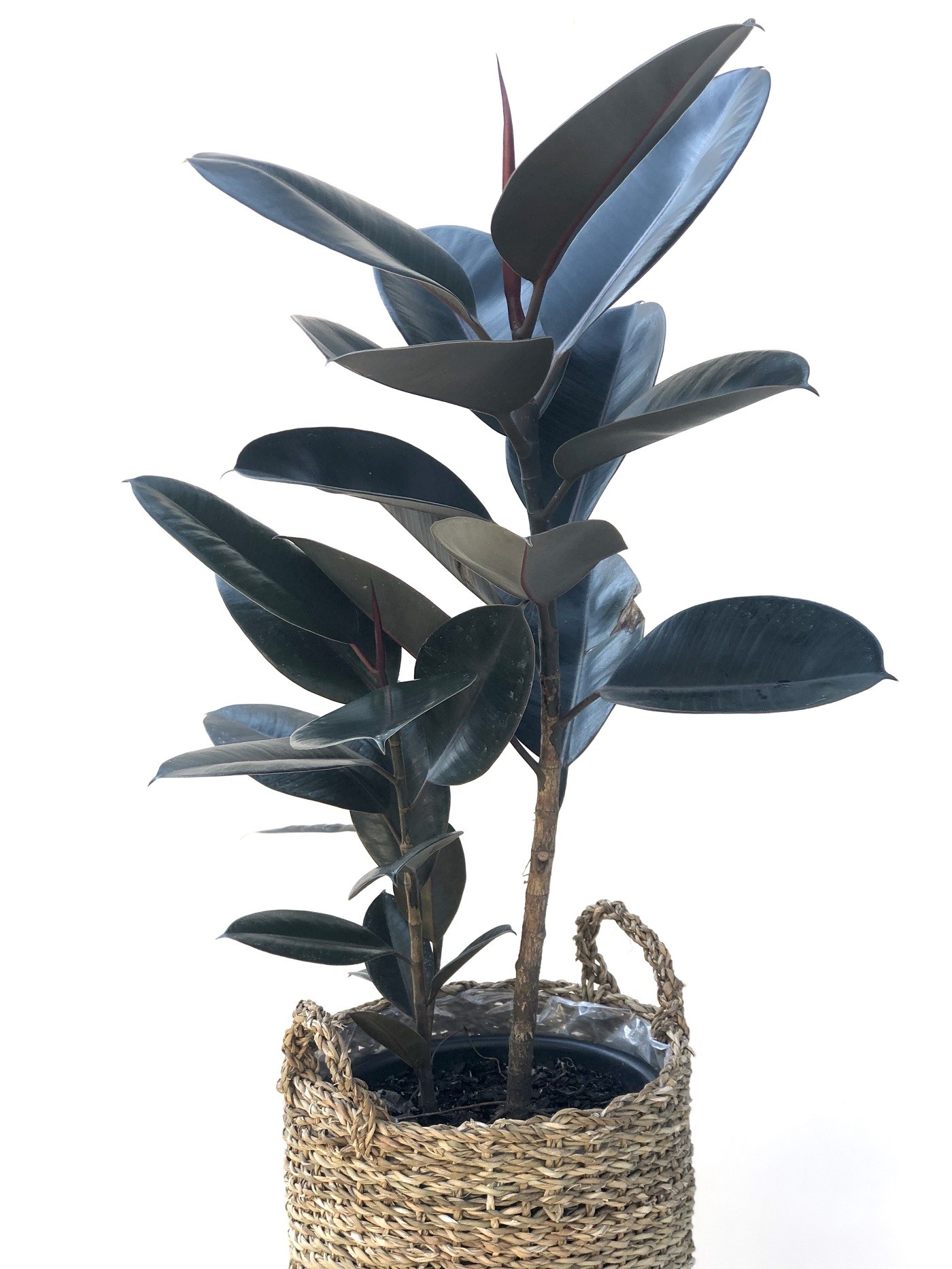 Conheça a Fícus elastica, planta decorativa e fácil de cuidar (Foto: Divulgação/ Botânica e Tal)