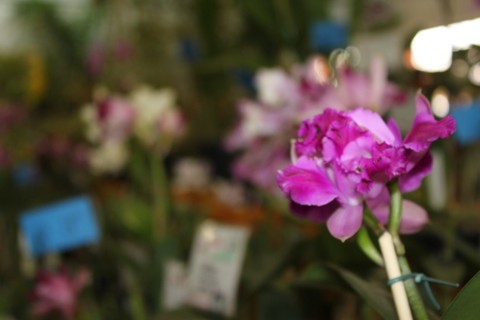 93ª Exposição de Orquídeas