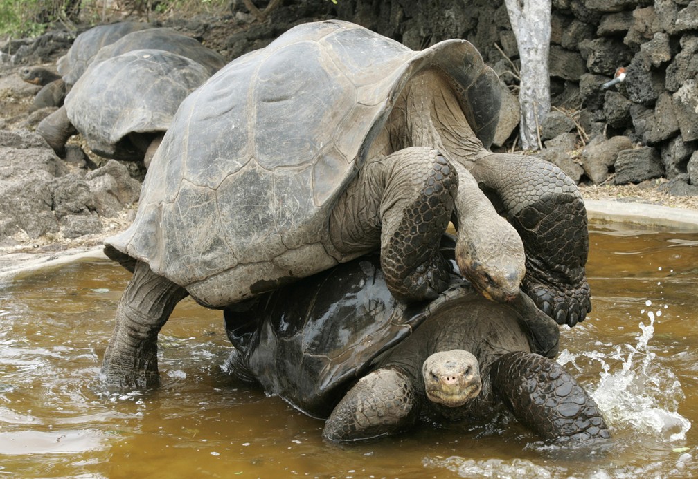 Tartarugas gigantes nas ilhas Galápagos — Foto: Guillermo Granja/Reuters