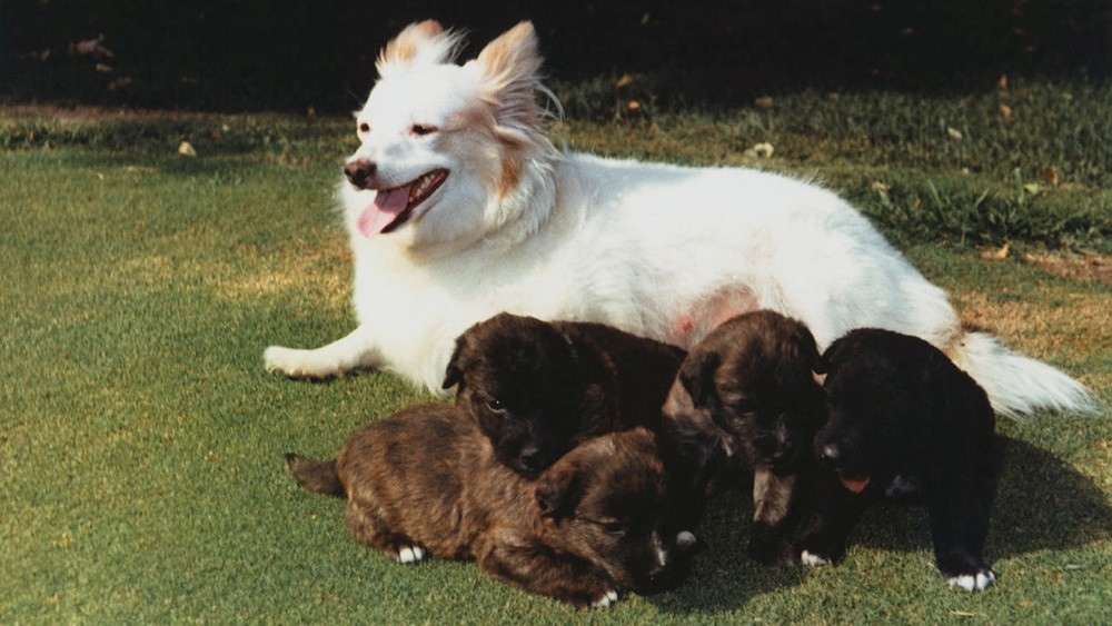 Pushinka, cachorro do ex-presidente americano John F. Kennedy.