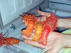 Período de defeso da lagosta começa no próximo domingo no RN