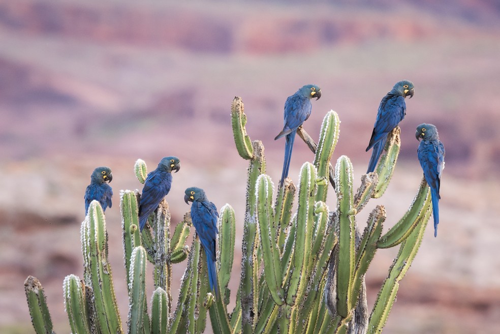 A arara-azul-de-lear (Anodorhynchus leari) é uma espécie ameaçada que ocorre na caatinga baiana — Foto: Cláudia Brasileiro