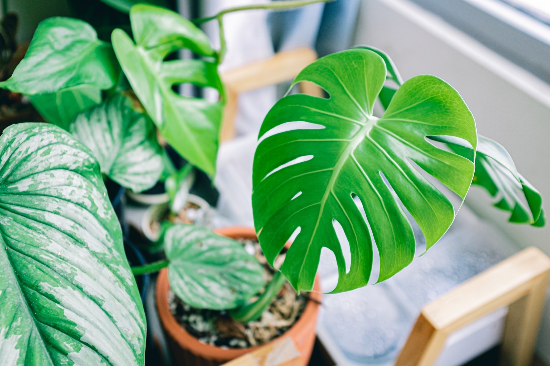 Que plantas escolher para locais com pouca luz e sombrios