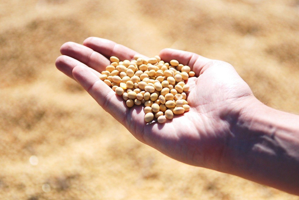 Grãos de soja — Foto: Pixabay