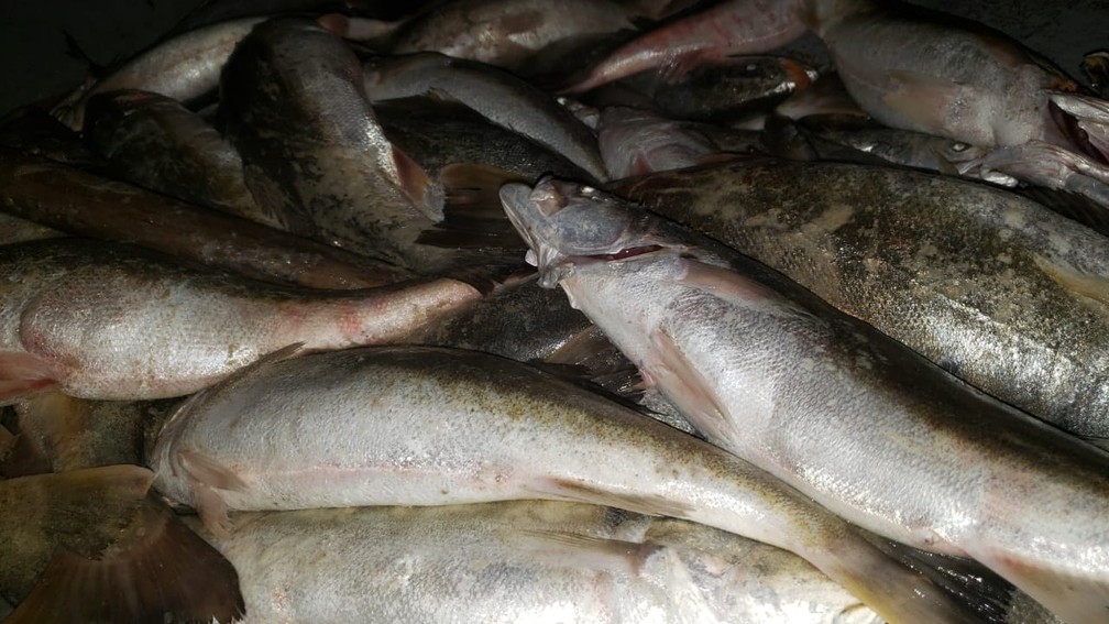Pescaria 'abençoada' foi na segunda-feira (6) — Foto: Almir Alves/Arquivo pessoal