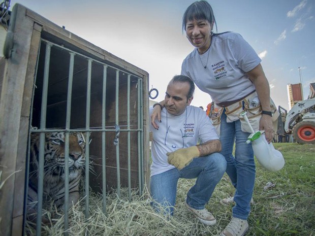 Marcos e Sílvia Pompeu com tigre resgatado de zoológico em Brasília (Foto: Santuário Rancho dos Gnomos/Reprodução)