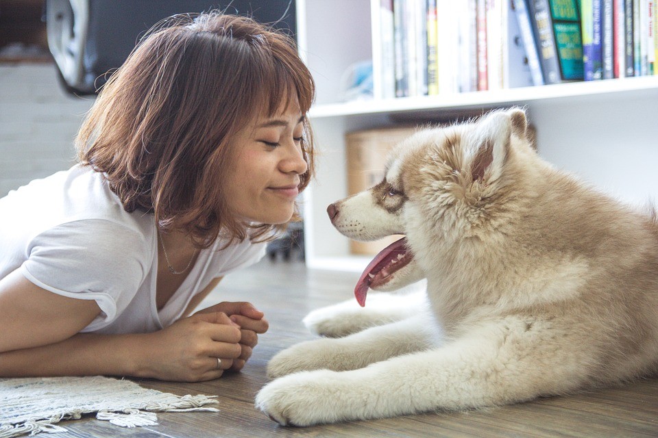 Teste mostrou que cães agem três vezes mais rápidos para consolar o choro dos tutores (Foto: Pixabay/ tranmautritam/ Creative Commons)
