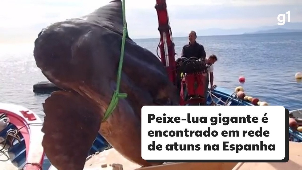 El pez luna gigante fue encontrado por pescadores de atún en España;  Mira el video |  Globalismo