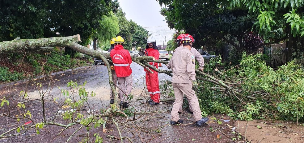 Árvore cai e interdita rua em Cascavel — Foto: Alan Medeiro/RPC