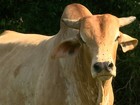 Infestação de moscas afeta produção de leite e faz gado perder peso em SP 