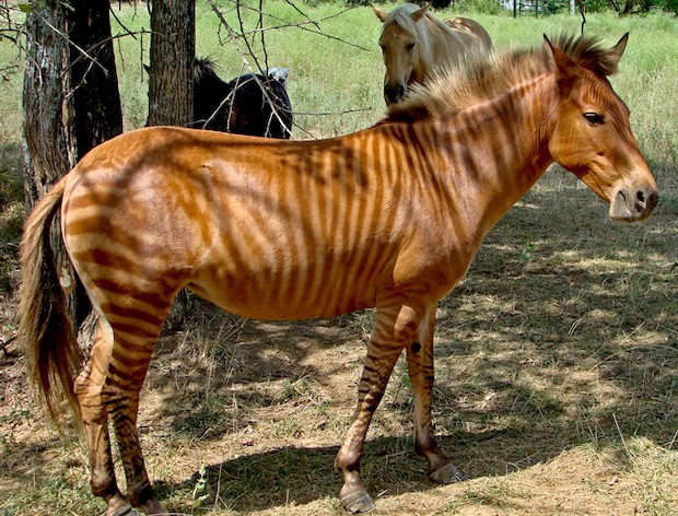 10 tipos de animais híbridos que realmente existem (Foto: Kumana @ Wild Equines/ Wikimedia Commons/ CreativeCommons)