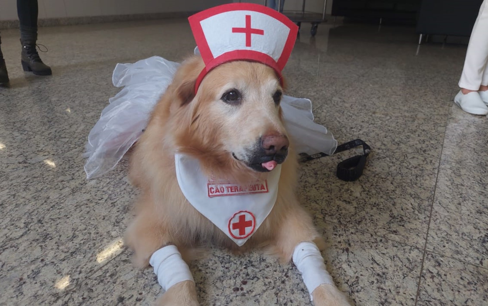 Cães 'terapeutas' alegram pacientes internados em hospital de Aparecida de Goiânia