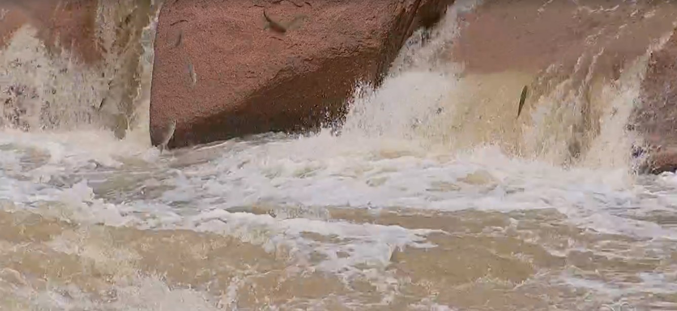 Imagens mostram peixes no Rio Tietê em Salto durante piracema; vídeo