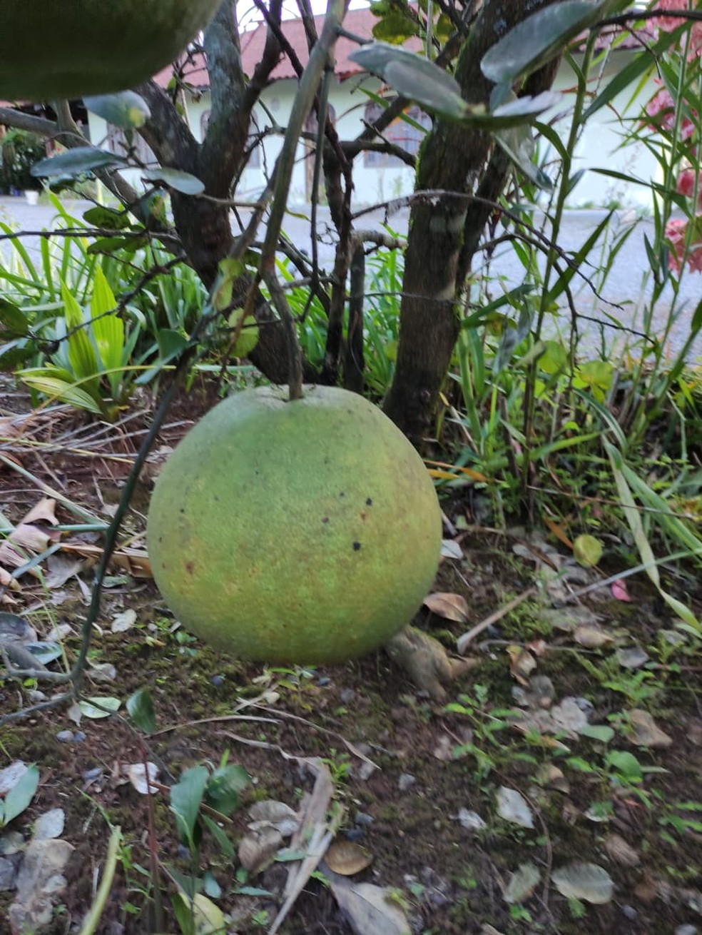 O pomelo é cultivando em países como Argentina e Uruguai, afirma a pesquisadora da UFSC — Foto: Marciana Maria Cristofolini Tamazzia/Arquivo Pessoal