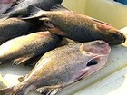 Pesca e venda do tambaqui serão proibidas a partir desta quinta-feira