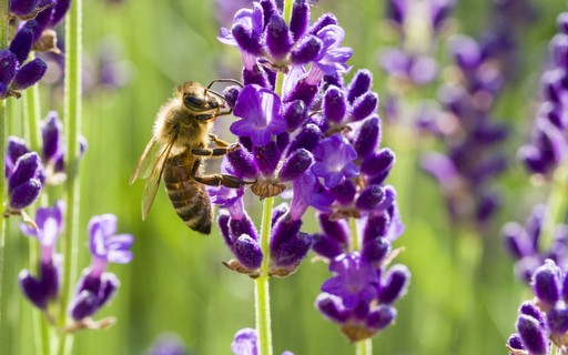 18 plantas que atraem abelhas e outros polinizadores - Casa Vogue |  Paisagismo