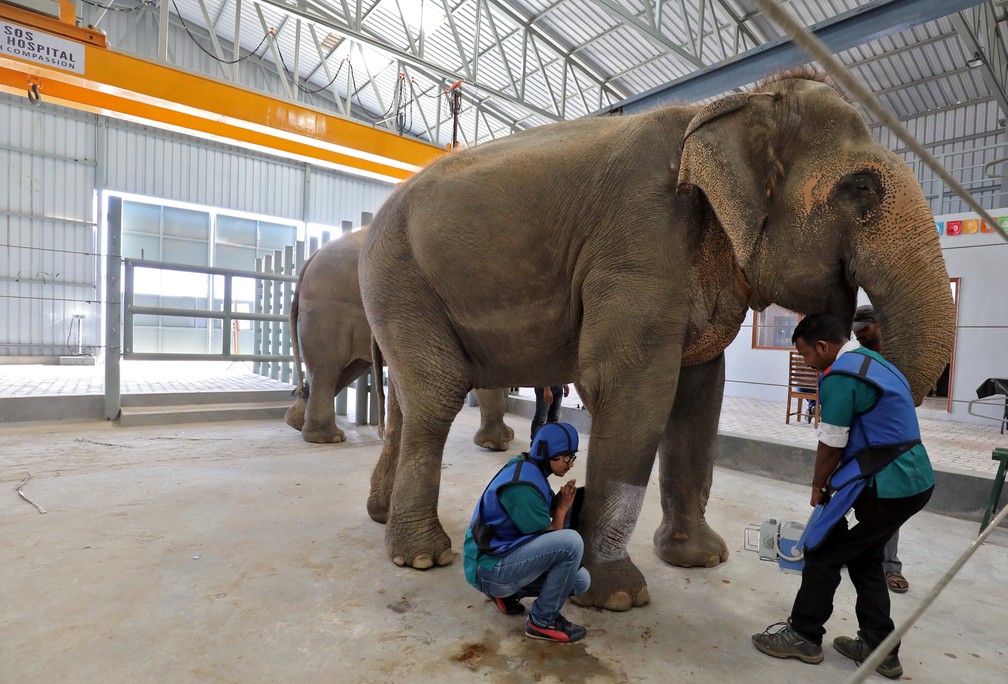 Veterinários tiram raio-x da pata de um elefante em hospital especial na Índia — Foto: REUTERS/Anushree Fadnavis