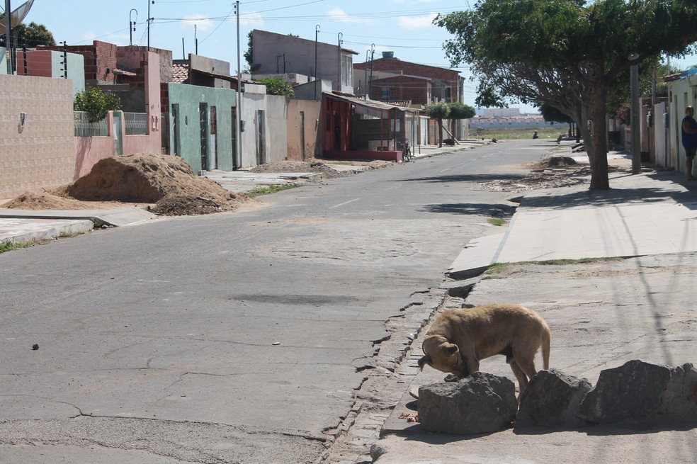 Animais sofrem com a fome, a sede e maus tratos.  Bairro José e Maria, Zona Leste de Petrolina (Foto: Beatriz Braga)