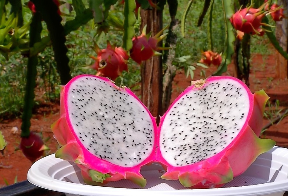 Fruta exótica do México é cultivada de forma experimental em Tangará da  Serra (MT) | Mato Grosso | G1