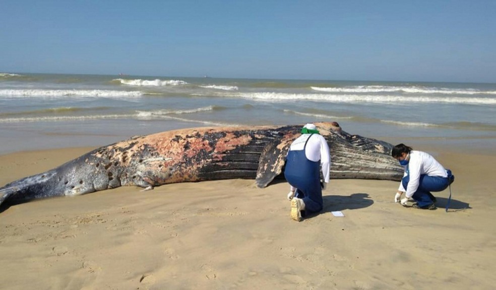 Baleia foi encontrada no Açu nesta sexta-feira (6) (Foto: Divulgação/Prefeitura de São João da Barra)