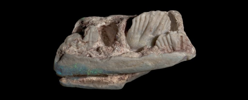 Fóssil opalizado do Weewarrasaurus pobeni (Foto:  University of New England)