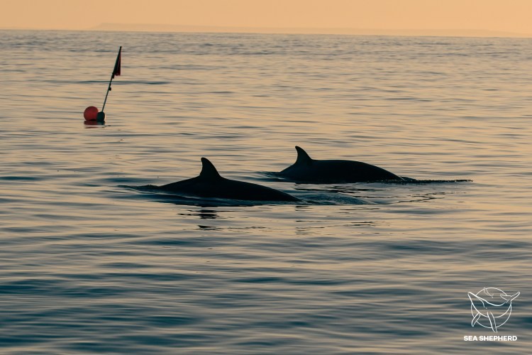 Pescadores descobrem baleias siamesas em laguna no México