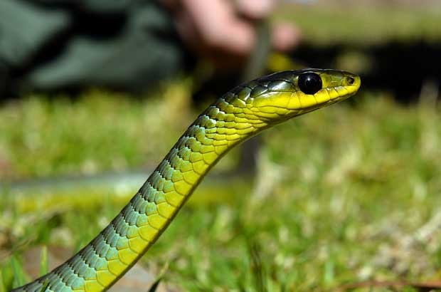 Cobra verde encontrada é uma das espécies mais venenonas no país (Foto: Saeed Khan/ AFP)