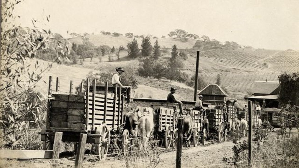 Nagasawa viajava pela região, ensinando outros viticultores a cultivar uvas — Foto: MUSEU DO CONDADO DE SONOMA