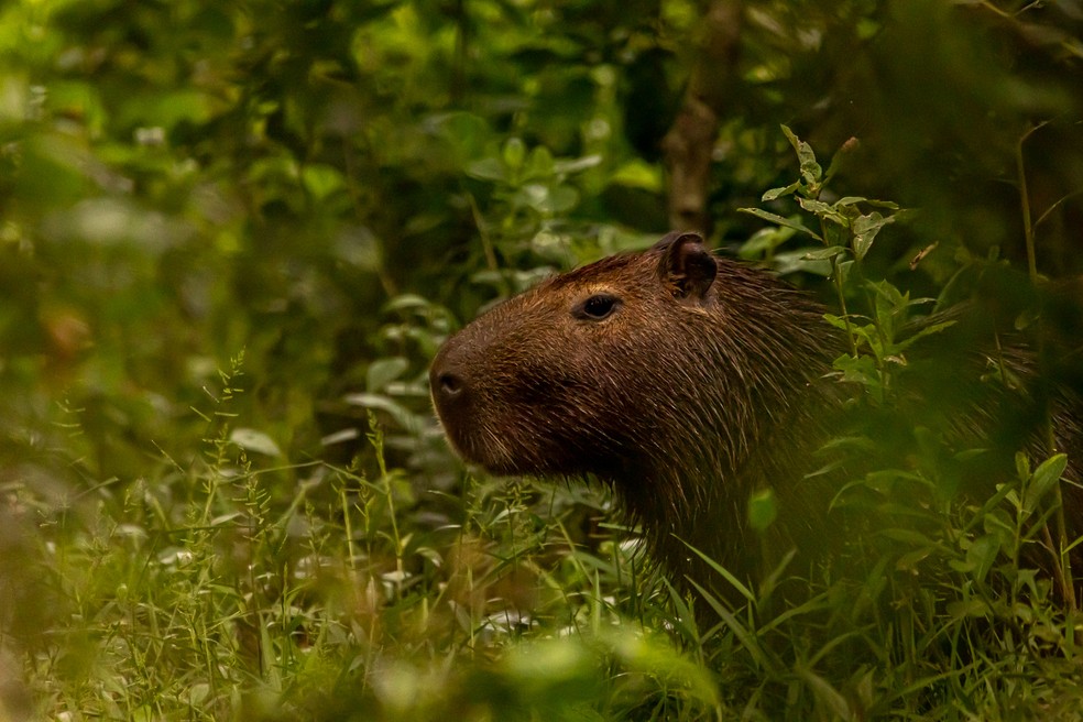 Capivara (do tupi, kapi'wara) significa "comedor de capim". — Foto: Gabriel Arroyo/Arquivo Pessoal