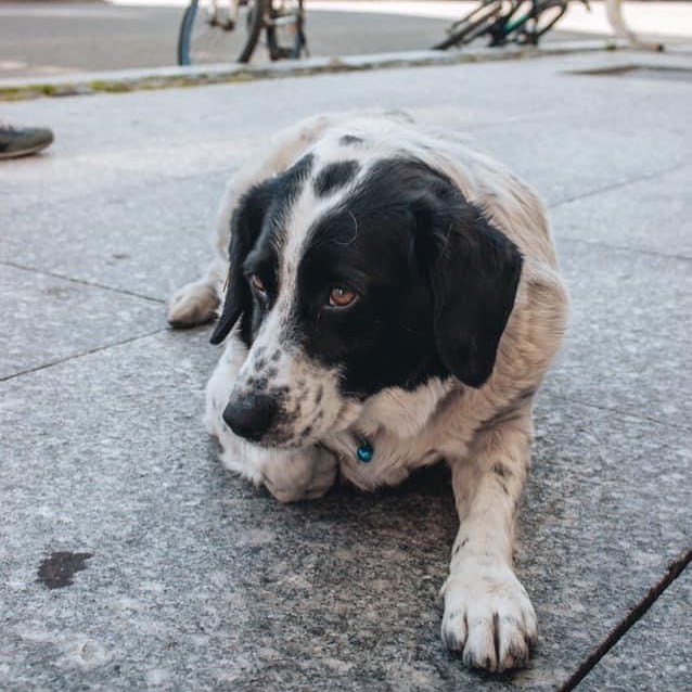 Cãozinho vira 'guarda de trânsito' ao ajudar crianças a atravessar a rua na Geórgia; veja vídeo
