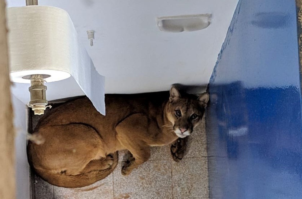 Onça foi confinada em segurança em banheiro enquanto resgate não é realizados — Foto: Corpo de Bombeiros/Divulgação