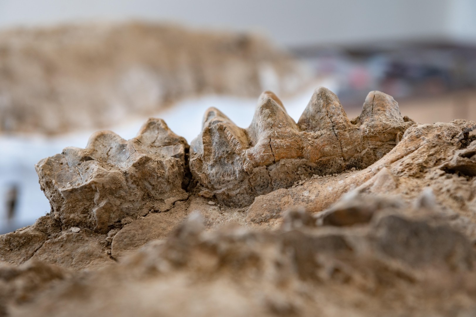 O guarda florestal Greg Francek encontrou fósseis de animais acidentalmente próximo a cordilheira da Serra Nevada, no estado da Califórnia (EUA)  (Foto: Jason Halley/California State University)