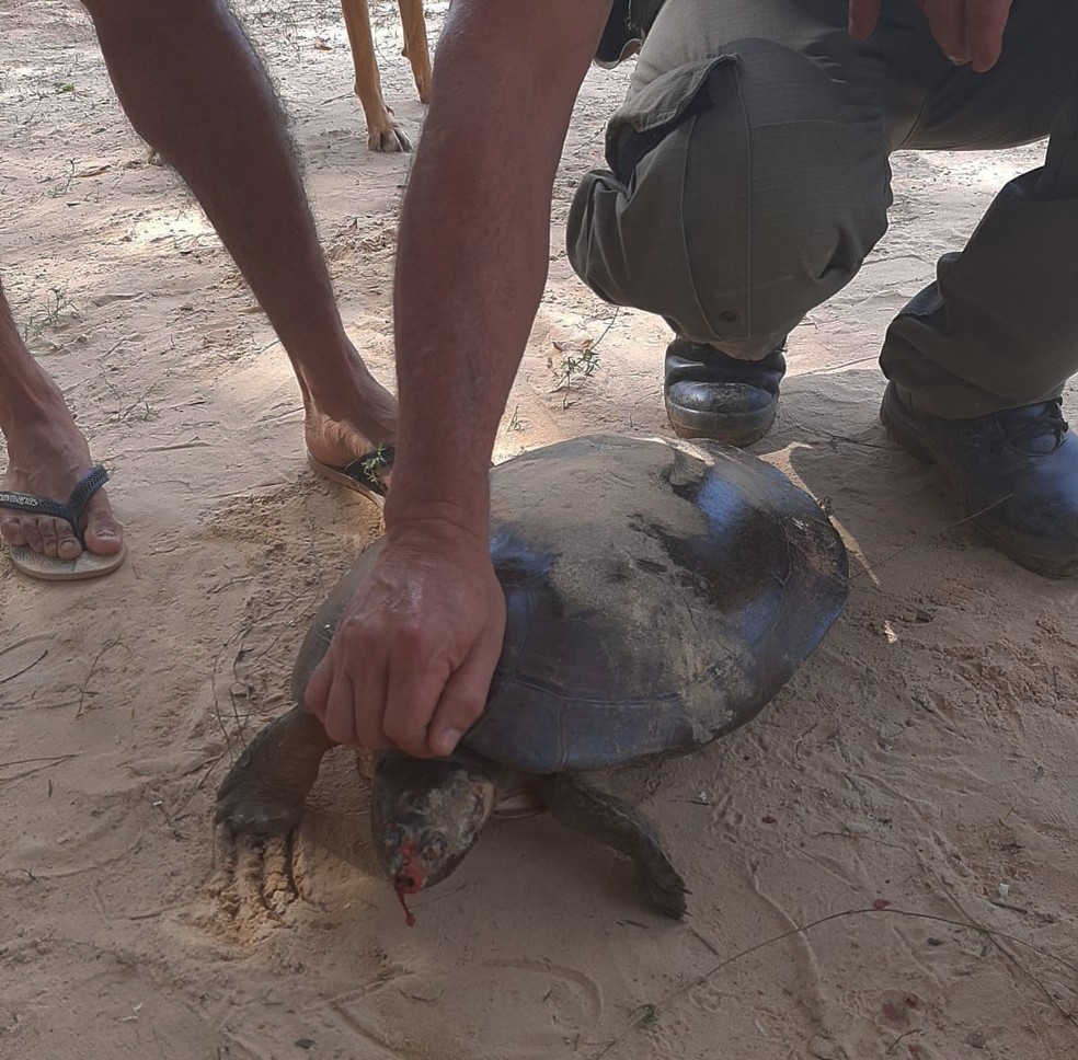 Uma das tartarugas resgatada pesava 10kg. — Foto: Reprodução/PMPA