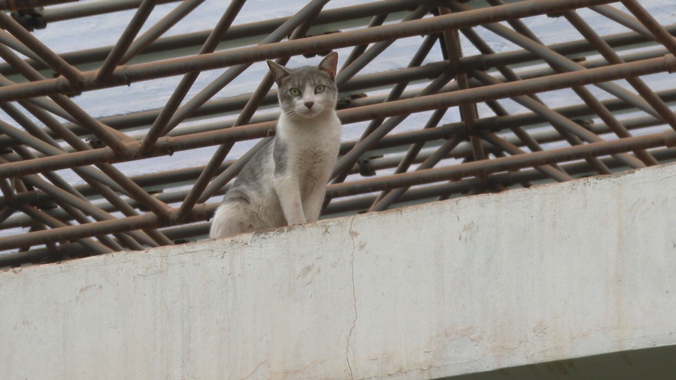 Gato fica preso no telhado do Teatro Nacional, em Brasília — Foto: TV Globo/Reprodução 