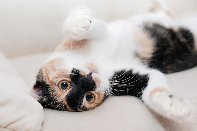 61 nomes para gatas e seus significados (Foto: pikabum/ Pixabay/ CreativeCommons)
