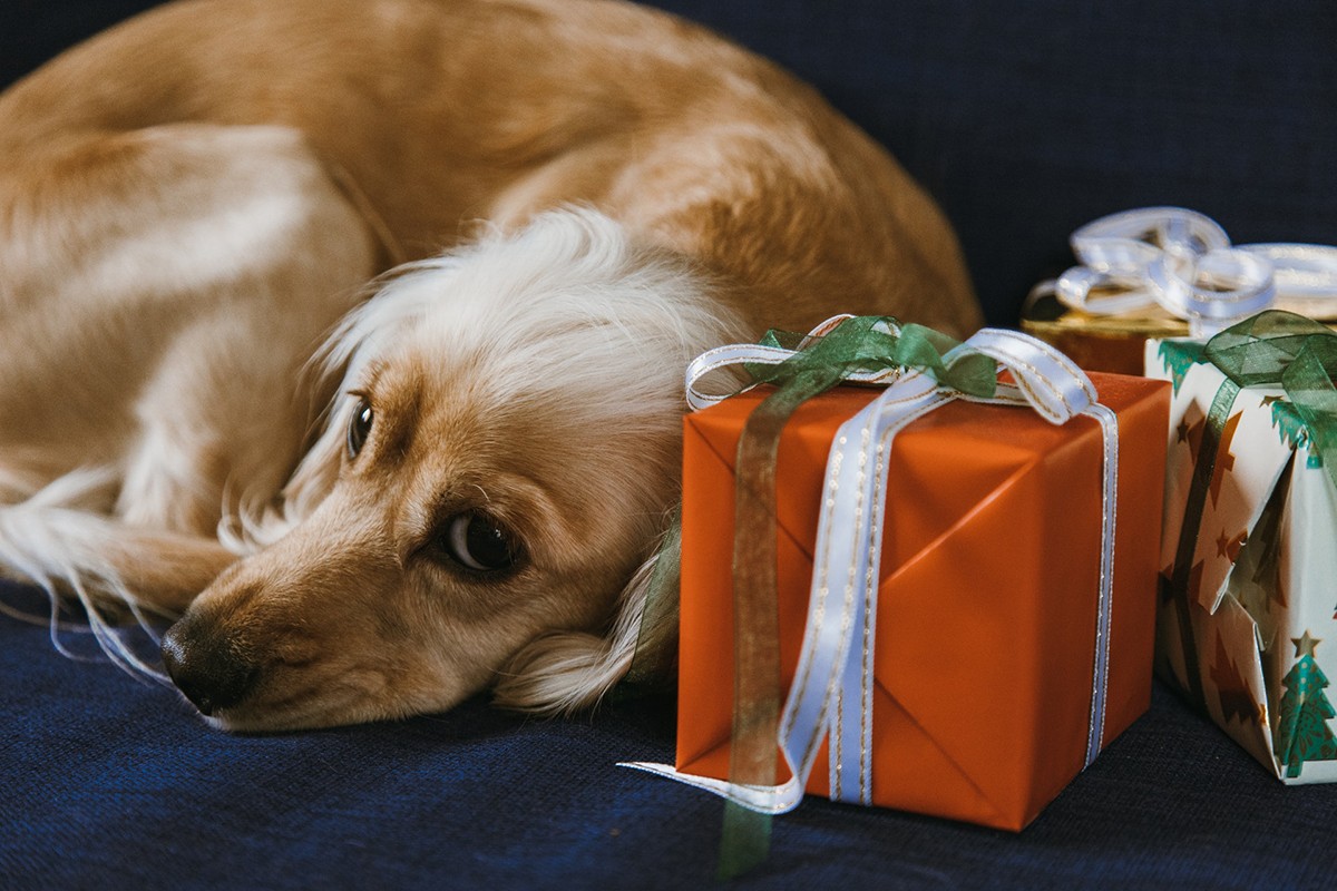 Um cachorro abandonado por seus tutores pode sofrer, dentre outros problemas, com ansiedade (Foto: Pexels/  ROMAN ODINTSOV/ CreativeCommons)