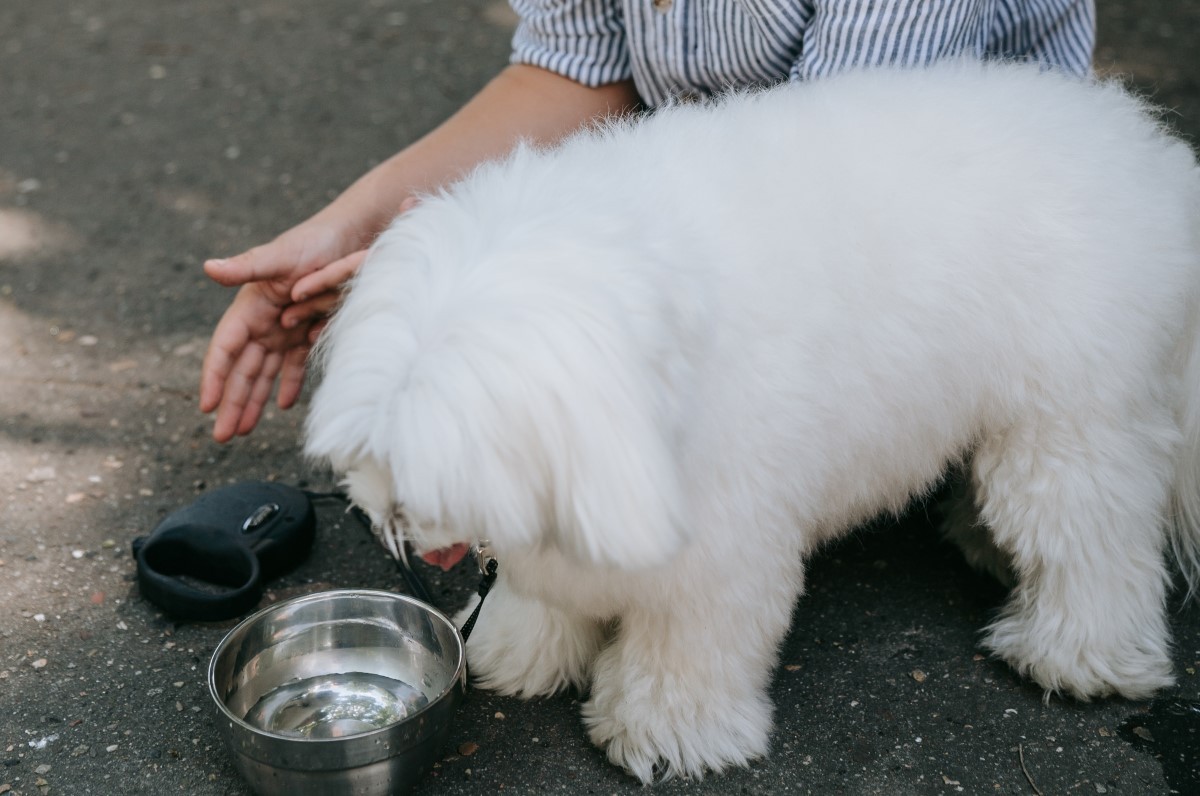 O soro caseiro pode ajudar na desidratação dos cachorros, principalmente, durante o verão (Foto: Pexels/ Katya Wolf/ CreativeCommons)