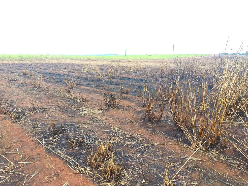 Conforme a polícia, 329 hectares foram queimados — Foto: Polícia Ambiental
