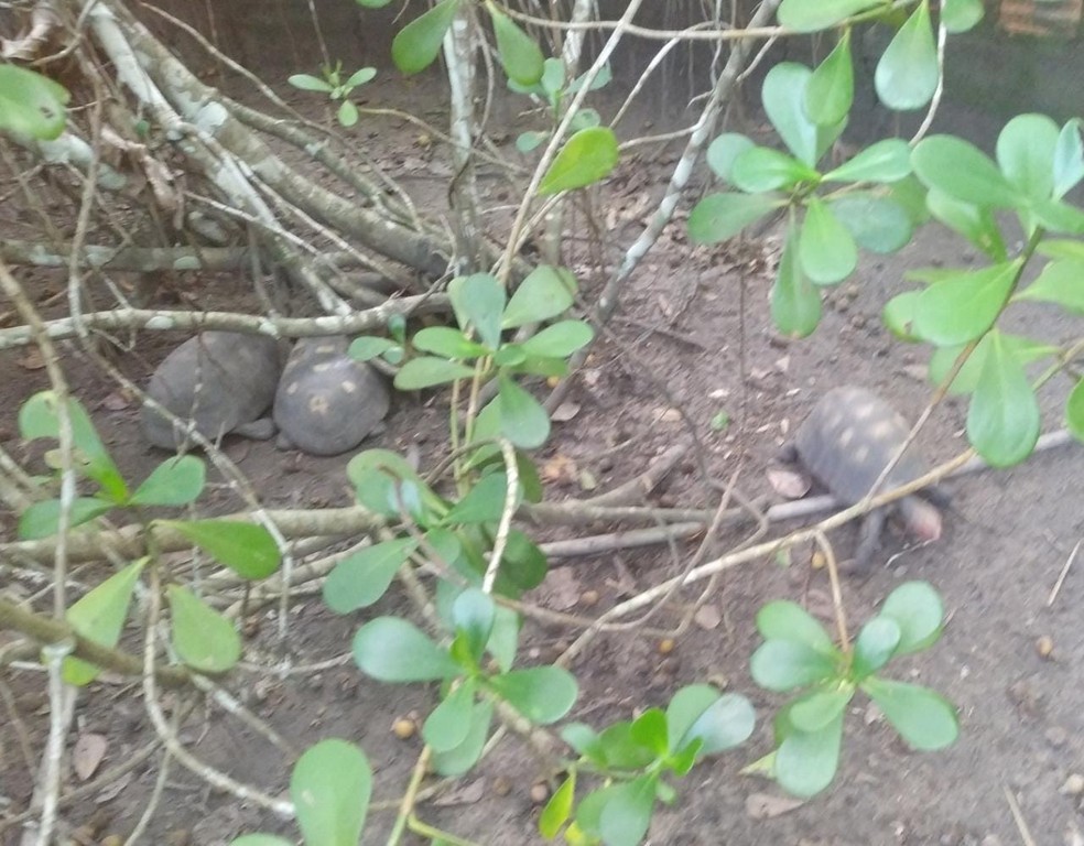 Jabutis resgatados pelo BPA em propriedade em Campo Alegre, Alagoas — Foto: Divulgação/BPA-AL