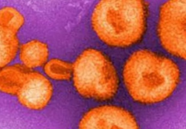 BBC: Chapare vírus é da família dos arenavírus, que costumam ser transmitidos a seres humanos pelo contato com roedores infectados (Foto: CDC VIA BBC)