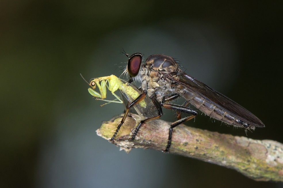Gerente de loja tira fins de semana para admirar a natureza | Vc no ...