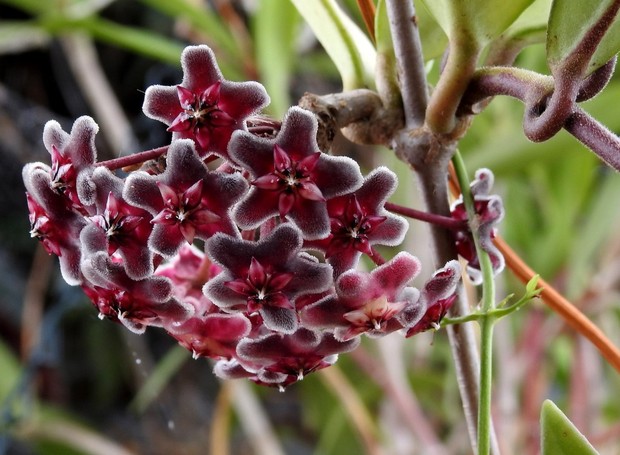 A flor de cera negra é uma planta perene, cuja beleza das folhas carnosas e brilhantes é bastante ornamental (Foto: Flickr / Lesley A Butler / CreativeCommons)