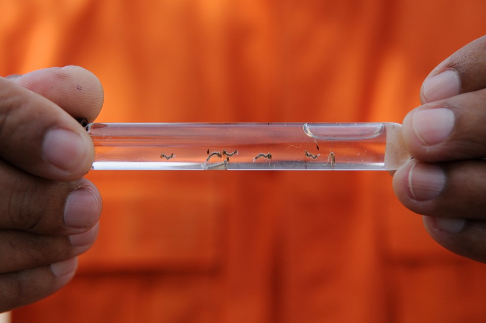 Larvas do mosquito da dengue — Foto: Pedro Ventura/Agência Brasília