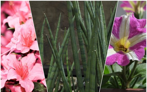 Espécies de plantas perfeitas para ter em local sem sol - Blog da Plantei