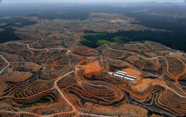 Imagem feita em 24 de fevereiro durante sobrevoo na região de de Bornéu mostra desmatamento em área concedida a empresa fabricante de óleo de palma (Foto: Bay Ismoyo/AFP)