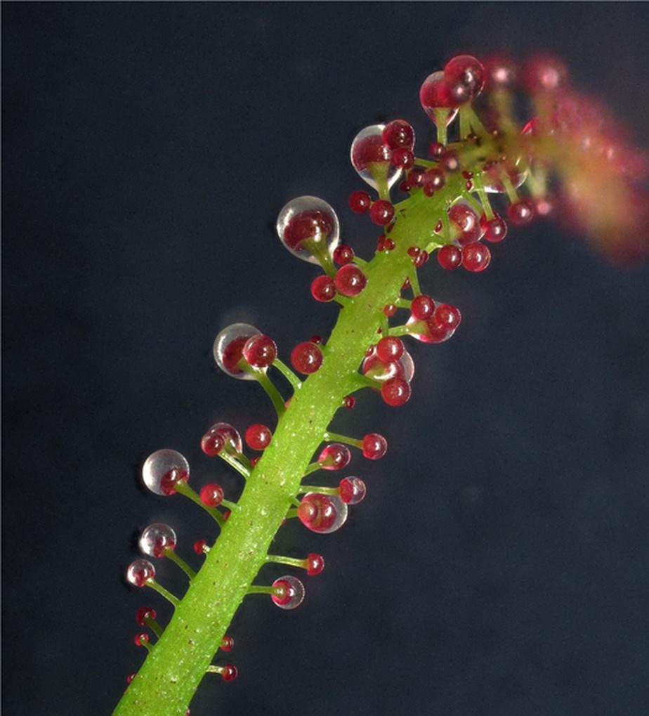 Na ausência de fósforo, a Triphyophyllum peltatum desenvolve folhas adesivas que funcionam como armadilhas para os insetos