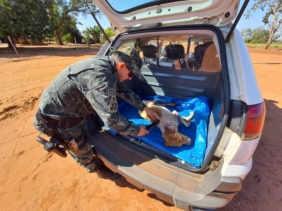 Cachorro foi vítima de maus-tratos em Euclides da Cunha Paulista (SP) — Foto: Polícia Militar Ambiental