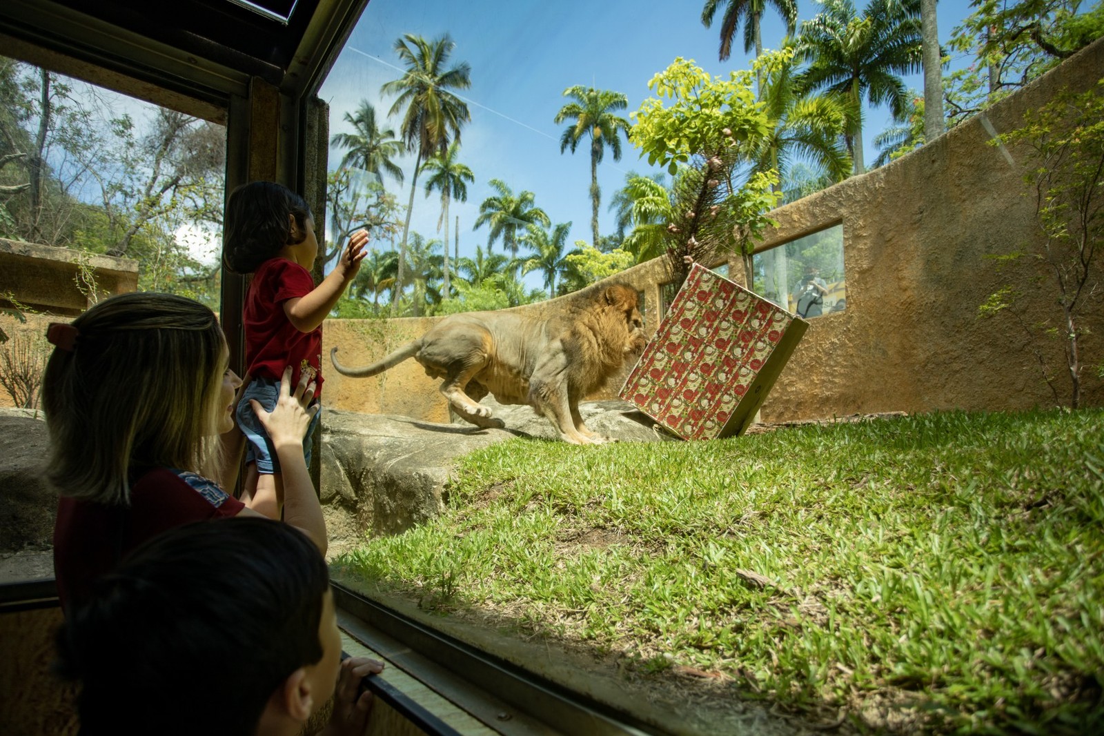 BioParque tem programação especial na véspera de Natal