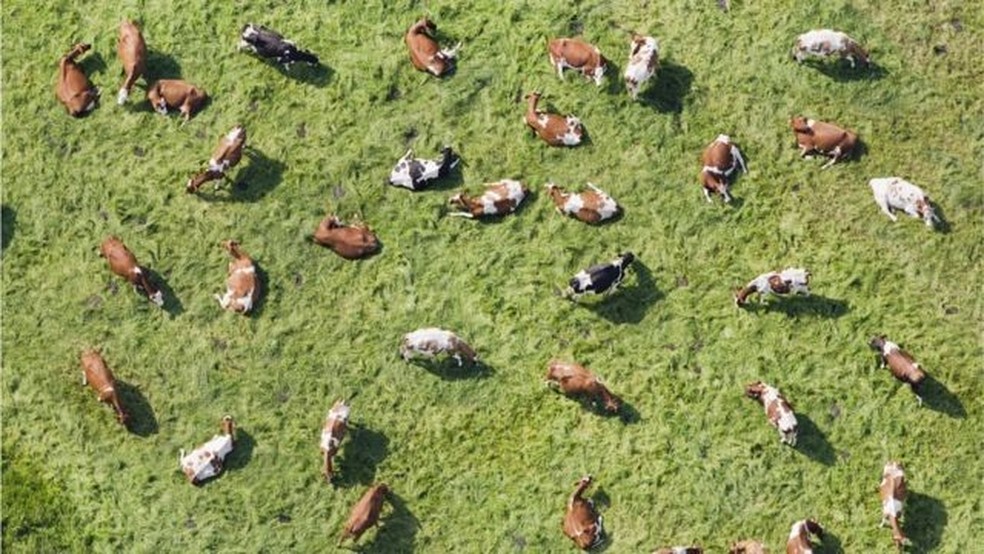 A Holanda decidiu diminuir em 30% o tamanho de seu rebando de bovinos — Foto: Getty Images via BBC
