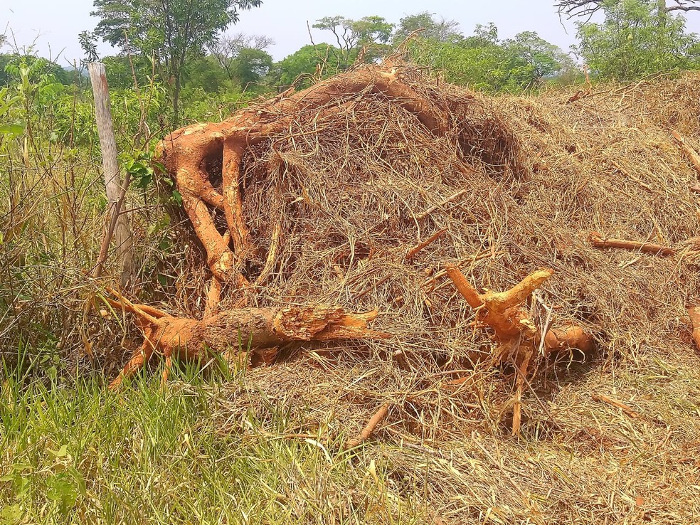 Sitiante foi multado pelo corte de 54 árvores nativas em Martinópolis — Foto: Polícia Militar Ambiental